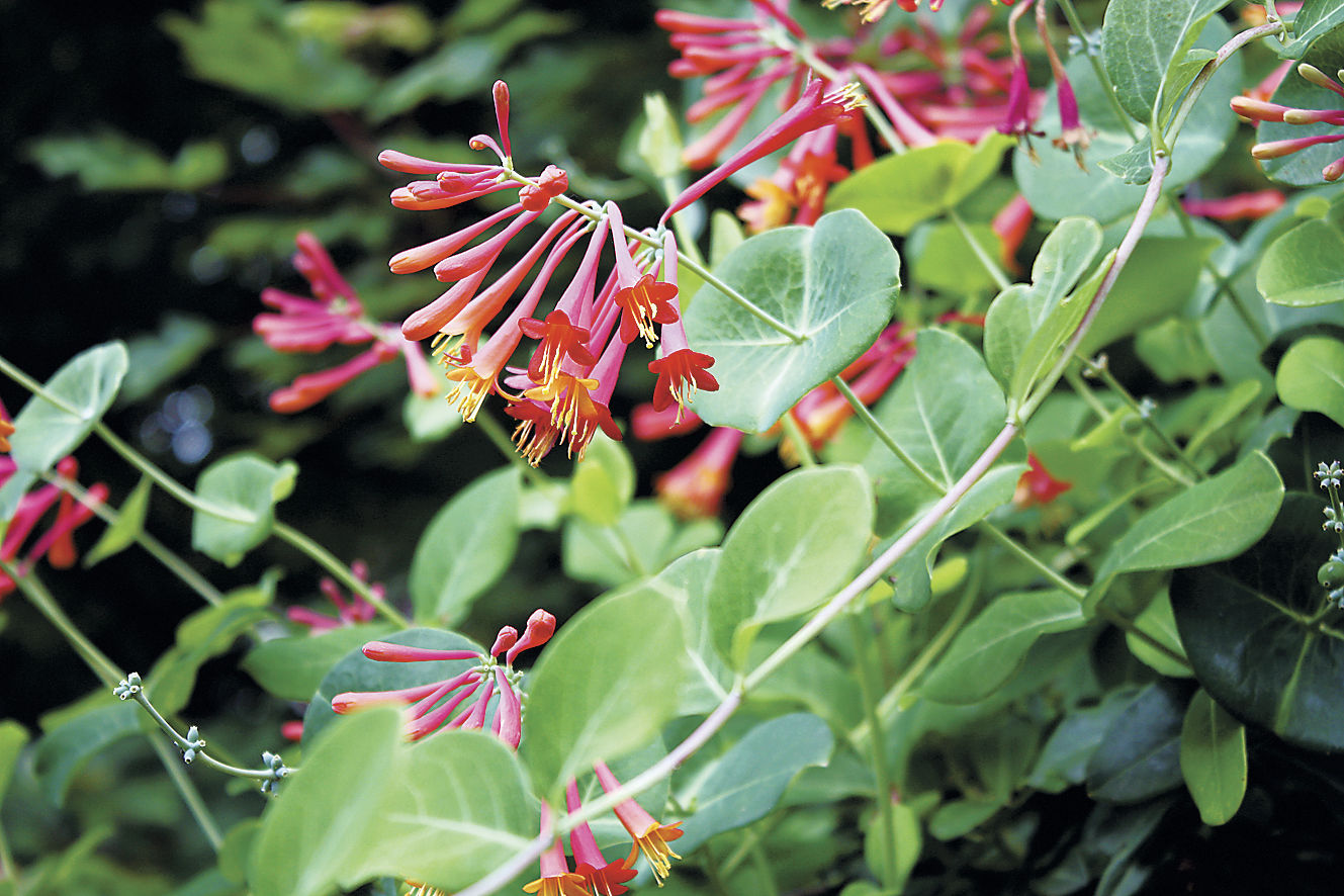 11 Amazing Health Benefits Of Honeysuckle recommendations 11 Amazing Health Benefits Of Honeysuckle forecasting